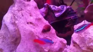 Magic Snails fresh water Aquarium