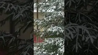 Snow covered trees are so pretty 🥰🌲❄️ #snow #chill #snowcovered