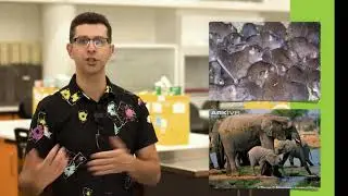 How to weigh a dinosaur!