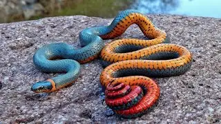 Ringneck Snake Setup