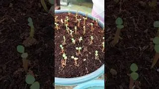 Adenium Seedling Review #adenium #seed #desertrose #plant