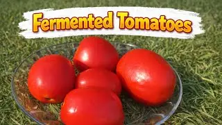 Fermented Tomatoes | Easy Natural Probiotic Recipe