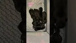 Pugs and Kisses, Life with Pug Puppies