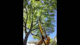 shooting the throw line #satisfying #tree #face #rope #tech #skill #art #learn #how #to #climb