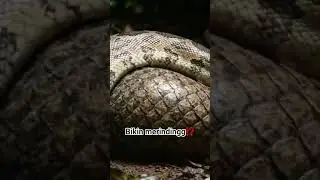 ular besar makan trenggiling #fypviral #fypage #ularbesar #wildlife #animals #snake #trenggiling