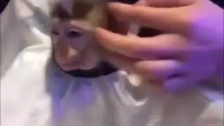 Monkey haircut style