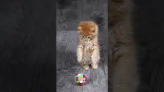 kitten Playing with ball | Kittens playing #kittenplaying #kitten #playingwithball #ytshort #shorts