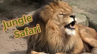 Jungle Safari Animals View..