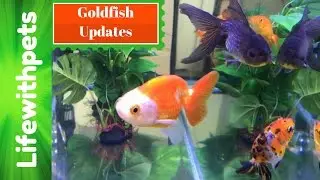HUGE Goldfish Updates