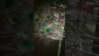 peacock feather fan🦃✨#ytshorts#subscribe#