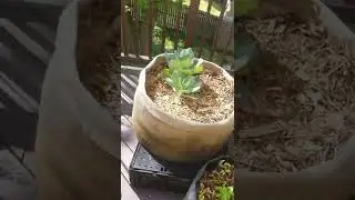 spring garden tour, update new garden bed project half completed,