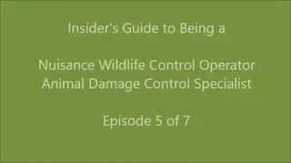 An Insider's Tips & Ideas on Becoming a Nuisance Animal Trapper: Episode 5
