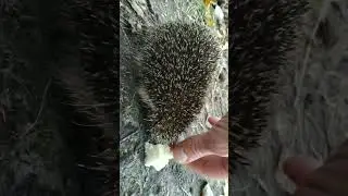 просто їжачок