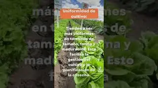 5 Beneficios acerca de las semillas h&iacute;bridas 🌱