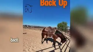 Ground Driving & Young Horses