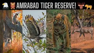 Untamed India: Exploring the Hidden Wildlife of Amrabad Tiger Reserve | World Wildlife Day
