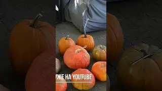 Новый влог - лето, осень, Гент