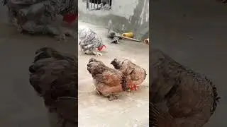 Rooftop poultry farming