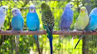 Budgie singing | Parakeet sounds