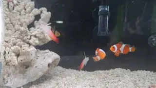【癒し】ハタタテハゼとニモのライブ配信#熱帯魚 #aquarium #ニモ #癒し