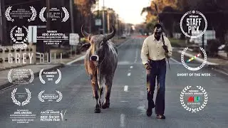 Grey Bull | Short Film 2015