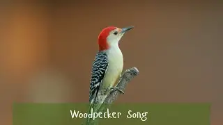 Woodpecker Song