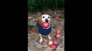 aplle dog meme.  #smartphone #kaka #tech #supercell  #funny