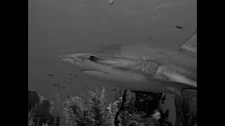 November 10th to 17th, 2018 Aboard the Belize Aggressor