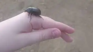 кукурузный дупляк