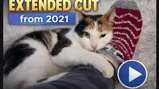 Расширенная версия: 2 минуты безумных ударов ногой в прыжке 🐾 (как в её самом просматриваемом вид...