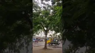Borshar Sokale Bristir Choya | Arun Chandra #shorts #shortvideo #viral #viralvideo #foryou #rain