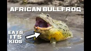 10 African Bullfrog Facts - The Toothy Battletoad - Animal a Day