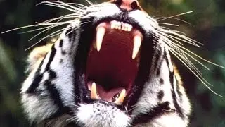 Roar (spanish version) - Kevin Karla & La Banda (Letra)