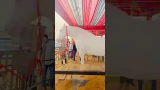 mitti ka Rajasthan Pushkar Mela 2025 Badal ghoda horse video horse lover