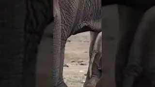 Is Keeping Up with the herd #babyelephant
