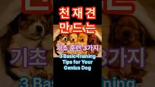 천재견 만드는 기초훈련 3가지!｜3 Basic Training Tips for Creating a Genius Dog!