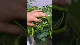 Mirchi ki harvesting,chilli harvesting, #MirchiHarvesting#IndianFarm #MirchKiKheti​#OrganicFarming​