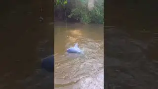 Bull Sharks Take Over South Louisiana Swamps! #fishing #sharks #fish #outdoors #shorts