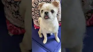 Thank you! #friendlydog #friendlydogs #dogshortscute #dogshortsfunny #dogshortsvideo #dogshorts