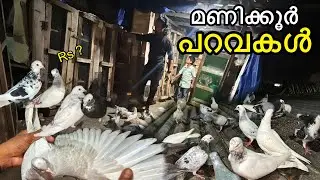 കിടിലൻ പറവകൾ വില്പനക്ക് 😍Quality Parava Sale