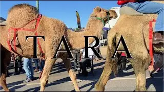 TARA FESTIVAL - CAMEL RACES + TARVEGAS ANTICS