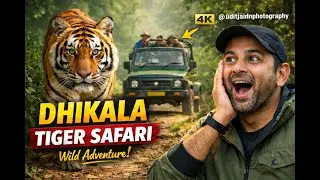 2 Tigers Head-On in Dhikala 😱 | Corbett Blockbuster Tiger Sighting (4K)