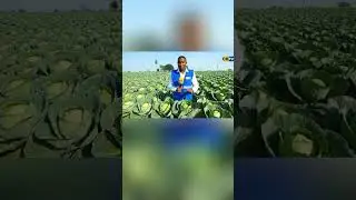 Best Cabbage variety to grow in kenya #cabbage  #kenyaagriculture #agriculturefarming #vegetable #fa