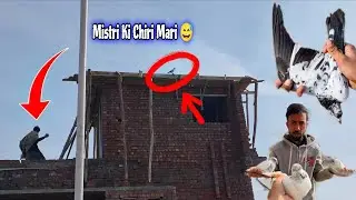 New Chat Par Mistri K Pas Kabutar Utra 🔥
