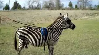 Charlie the Zebra, Episode 2-Ground Driving