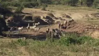 Zebra herd spooked by hippopotamus off camera