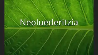 Neoluederitzia