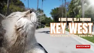 Key West Truman Annex Bike Ride with Cat