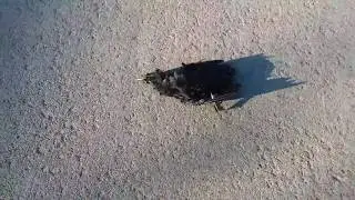 The Black Birds Flying High | Omen? Another Crow Found Dead