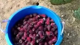 Part 2    cactus wine 2012